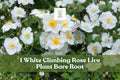White Climbing Rose Bare Root Plant – Flowering Garden Vine with White Blooms, Climbing Shrub, Rosa spp.