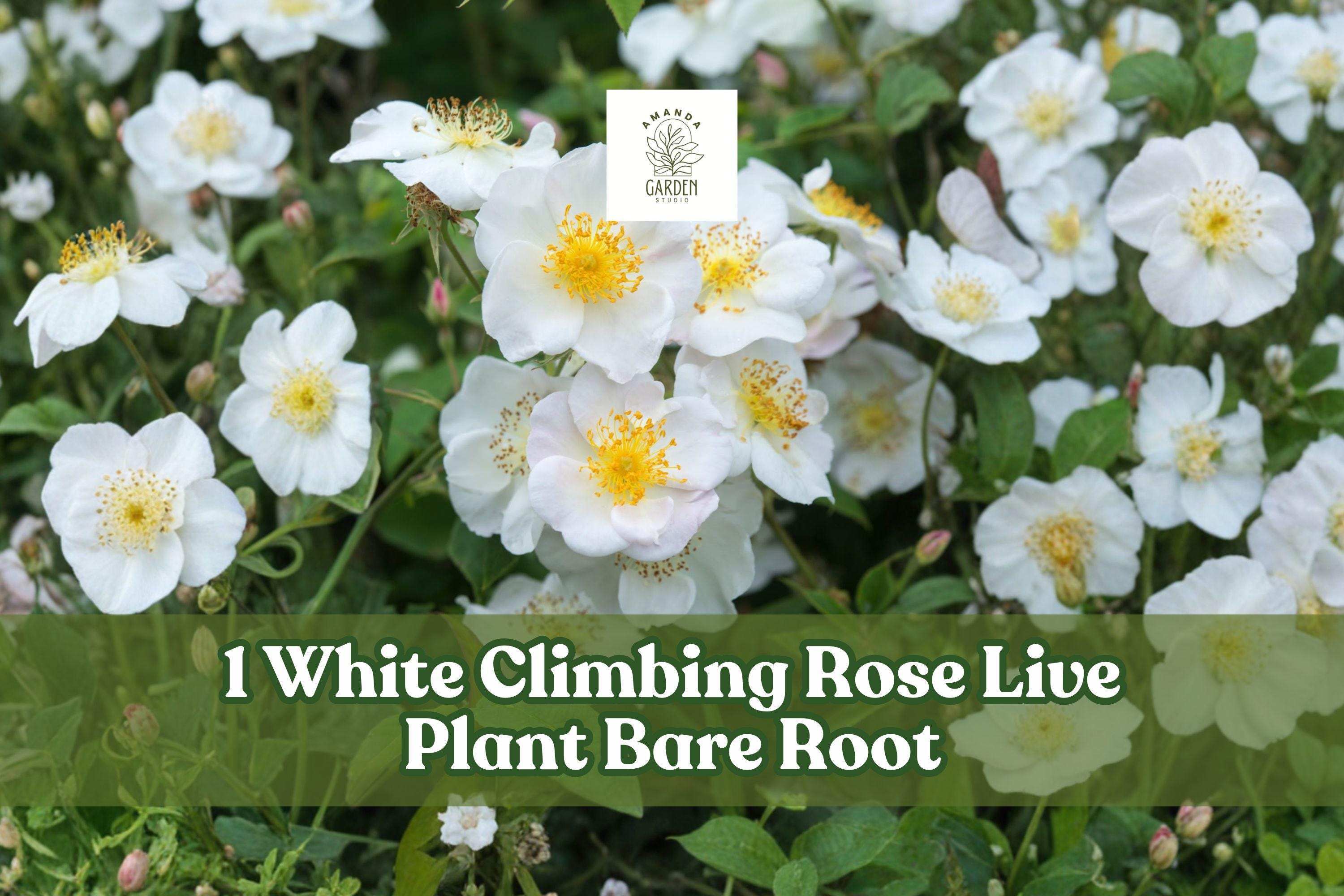 White Climbing Rose Bare Root Plant – Flowering Garden Vine with White Blooms, Climbing Shrub, Rosa spp.