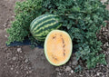 Yellow Flesh Moon and Stars Watermelon Seeds – Heirloom Non-GMO Fruit Seeds for Garden Planting