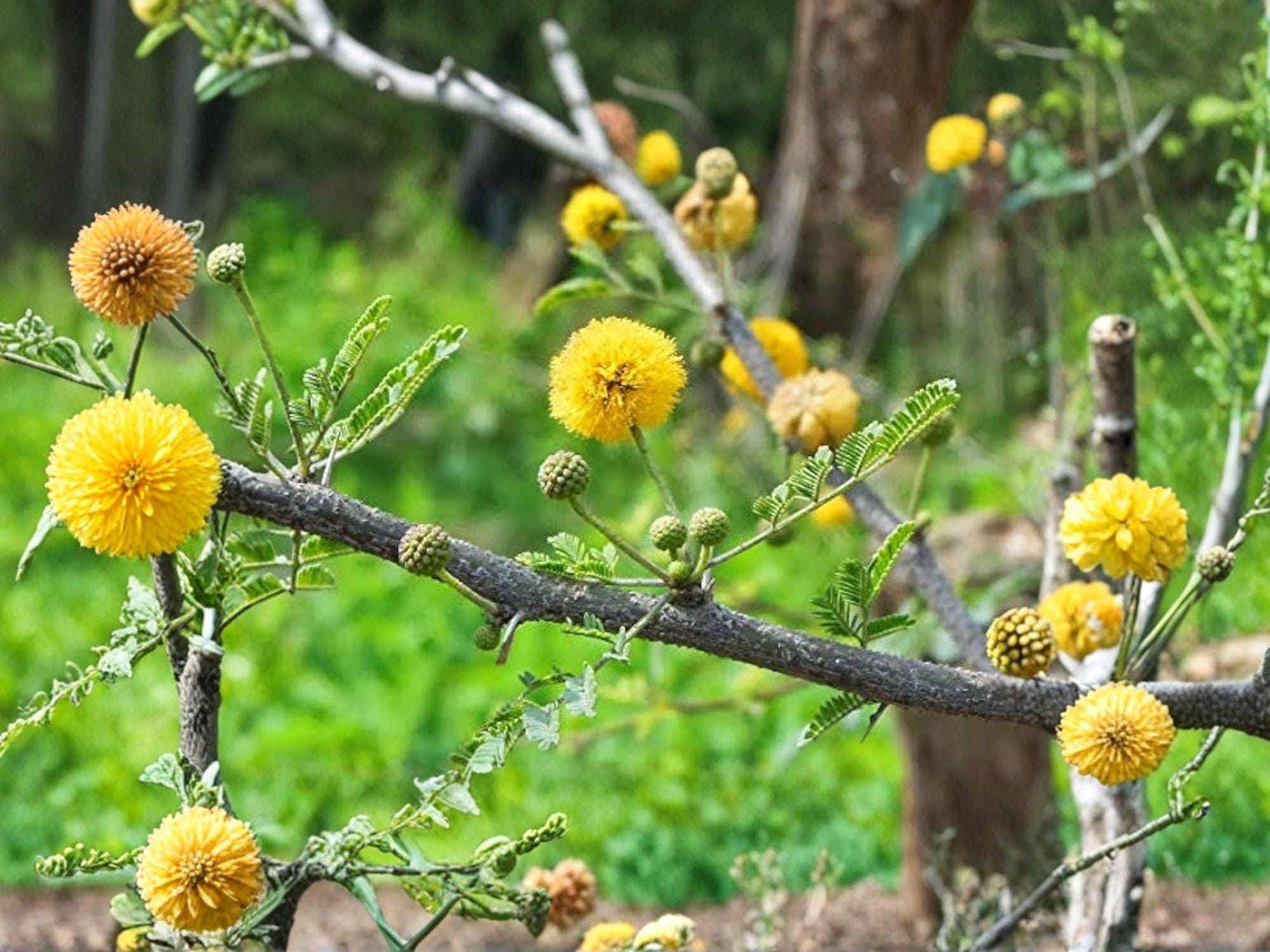 Acacia Nilotica Seeds – Babul Tree, Egyptian Acacia, Thorn Mimosa, Hardy Perennial Tree for Outdoor Gardening