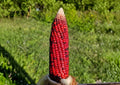 New York Bloody Butcher Corn Seeds - Heirloom, Rare, Deep Red Kernels, Flour & Ornamental Grain, High Yield, Garden Planting