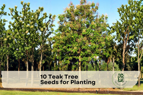 10 Teak Tree Seeds for Planting – Tectona grandis Tropical Hardwood Tree Seeds for Outdoor Gardening