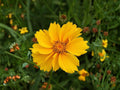 Lance Leaved Dwarf Coreopsis Seeds – Heirloom Non-GMO Wildflower Garden Planting – Bright Yellow Daisy-Like Blooms, Coreopsis lanceolata