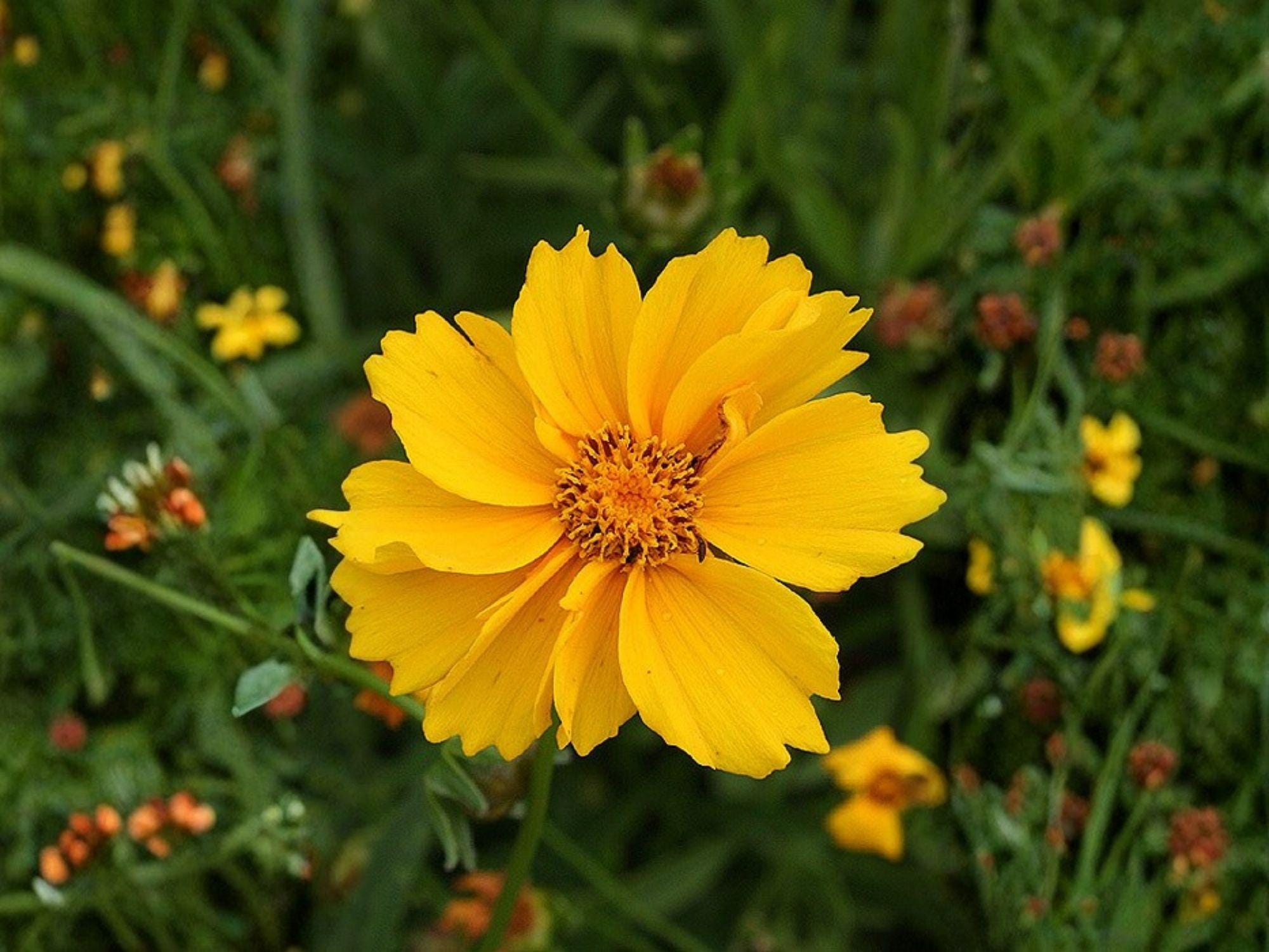 Lance Leaved Dwarf Coreopsis Seeds – Heirloom Non-GMO Wildflower Garden Planting – Bright Yellow Daisy-Like Blooms, Coreopsis lanceolata