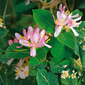 Antique Pink Honeysuckle Vine Bare Root Climbing Plant Fragrant Lonicera spp.