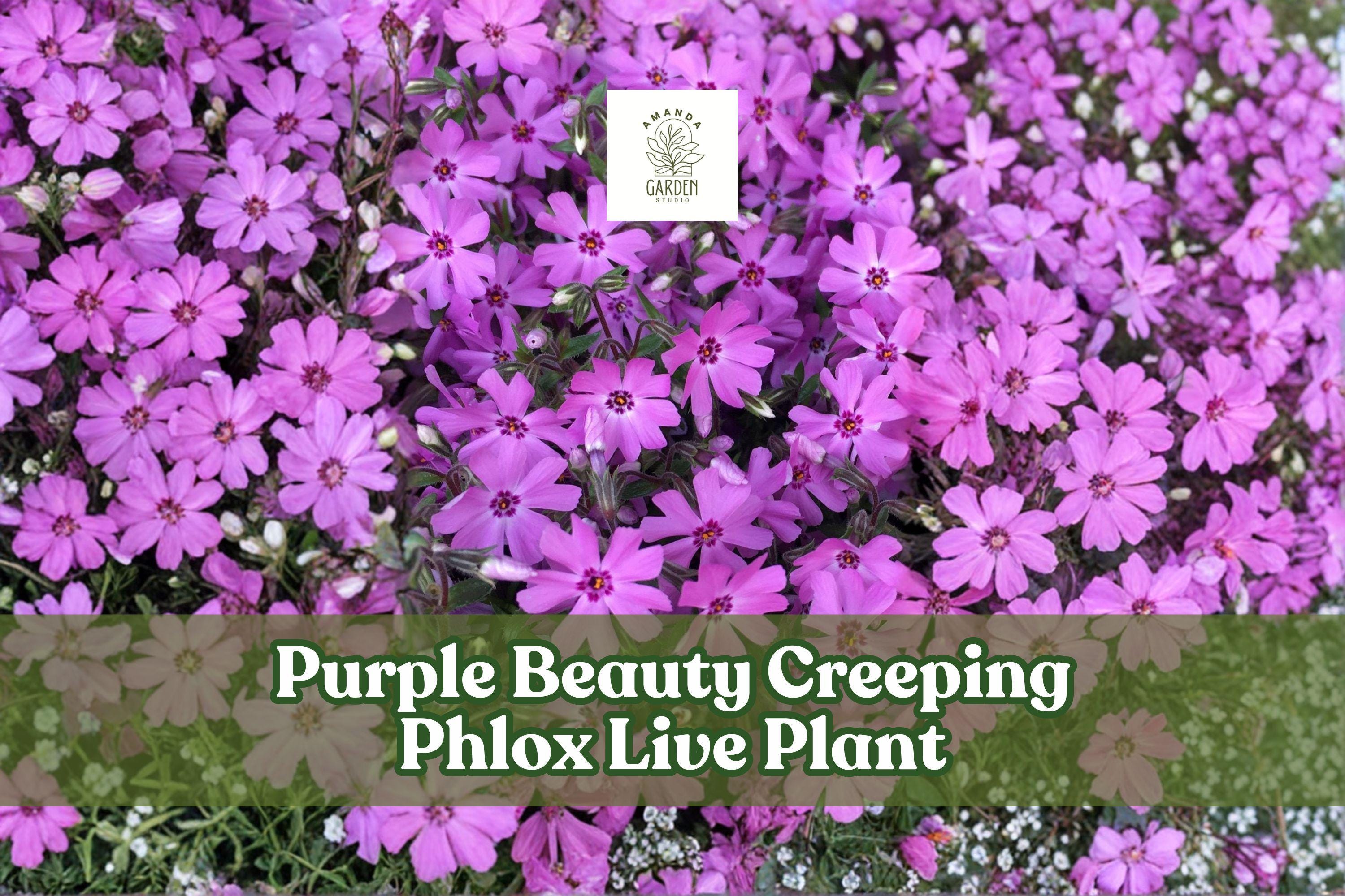 Purple Beauty Creeping Phlox Live Plant | Groundcover, Rock Garden, Spring Blooming | Phlox subulata