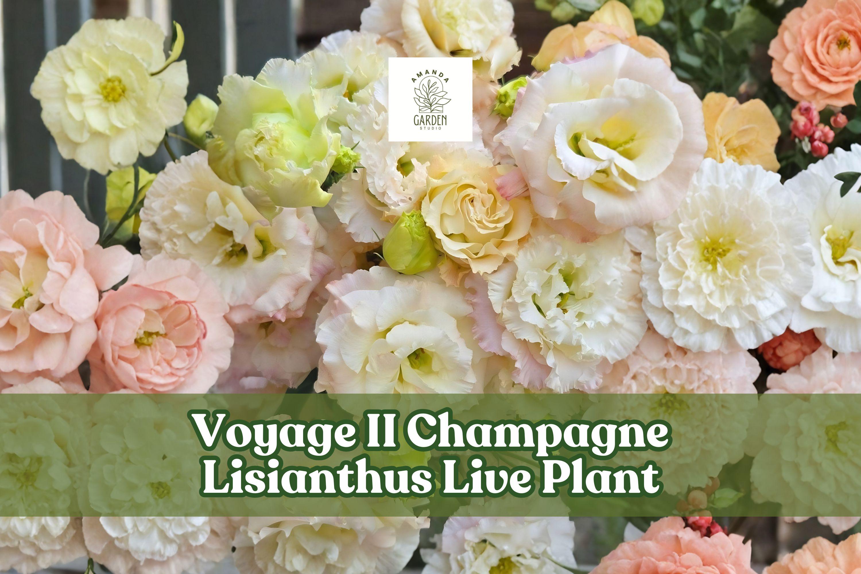 Voyage II Champagne Lisianthus Live Plant Starter Plug – Eustoma grandiflorum for Containers, Flower Beds & Cut Flowers