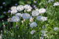 White Bachelor Button Seeds (Cornflower) 50 | Tall, Drought-Tolerant, Pollinator-Friendly Annual for Gardens & Cut Flowers