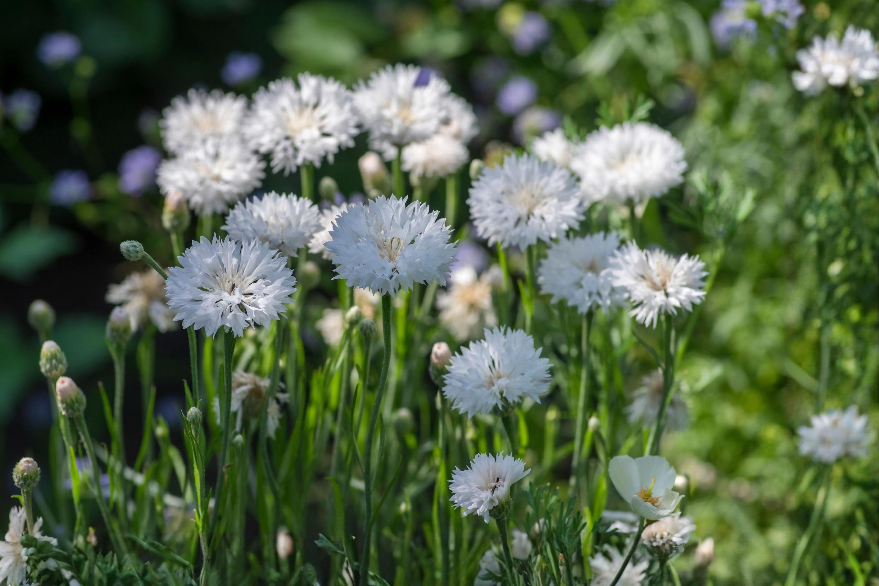 White Bachelor Button Seeds (Cornflower) 50 | Tall, Drought-Tolerant, Pollinator-Friendly Annual for Gardens & Cut Flowers
