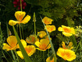 Dwarf California Poppy Flower Seeds | Eschscholzia Caespitosa | Soft Yellow Blooms | Compact Wildflower | 100 Seeds