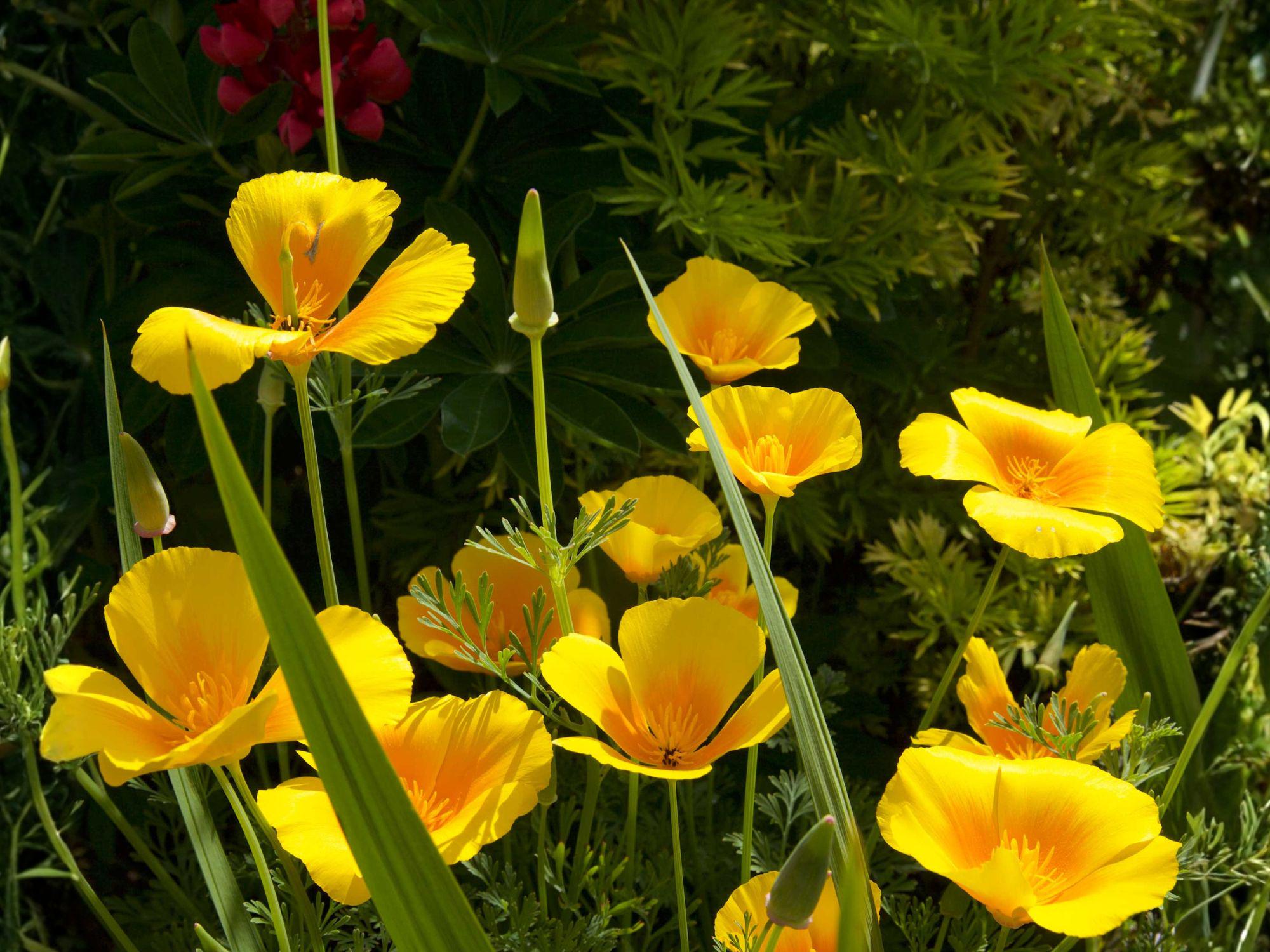 Dwarf California Poppy Flower Seeds | Eschscholzia Caespitosa | Soft Yellow Blooms | Compact Wildflower | 100 Seeds