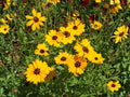 Golden Wave Tickseed Flower Seeds | Coreopsis basalis | Bright Yellow Flowers with Dark Centers | Annual Wildflower for Garden Beds