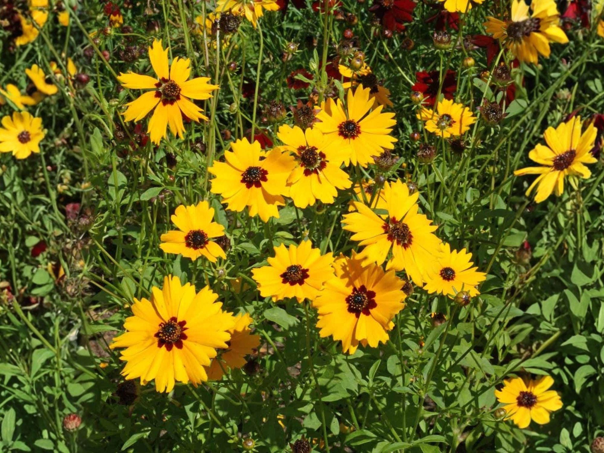 Golden Wave Tickseed Flower Seeds | Coreopsis basalis | Bright Yellow Flowers with Dark Centers | Annual Wildflower for Garden Beds