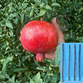 Pomegranate Cuttings 4 Pack – Punica granatum ‘Wonderful’ Fruit Tree Propagation, Unrooted