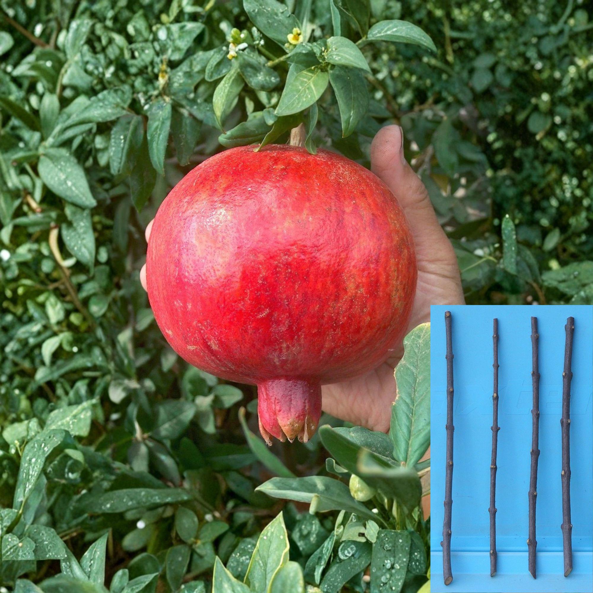 Pomegranate Cuttings 4 Pack – Punica granatum ‘Wonderful’ Fruit Tree Propagation, Unrooted
