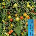 Honey Jar Jujube Cuttings – Unrooted Ziziphus jujuba Grafting Material for Fruit Tree Propagation