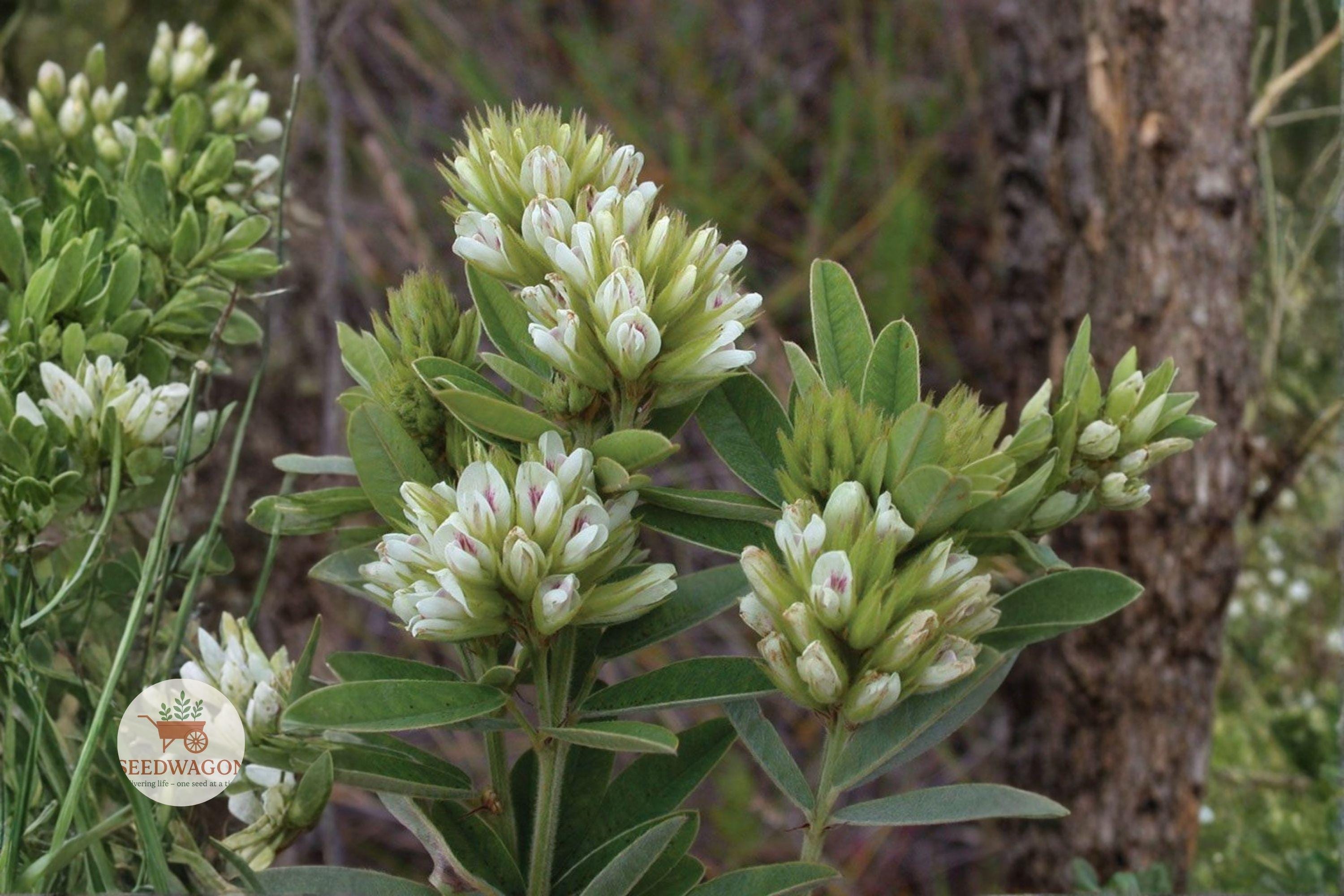 Roundhead Bush Clover Seeds | Native Prairie Legume | Lespedeza capitata | Drought Tolerant, Pollinator Attracting, Soil-Enriching