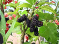 Illinois Everbearing Mulberry Tree Bare Root 6-8in | Morus alba Hybrid Fruit Tree for Gardens & Landscapes