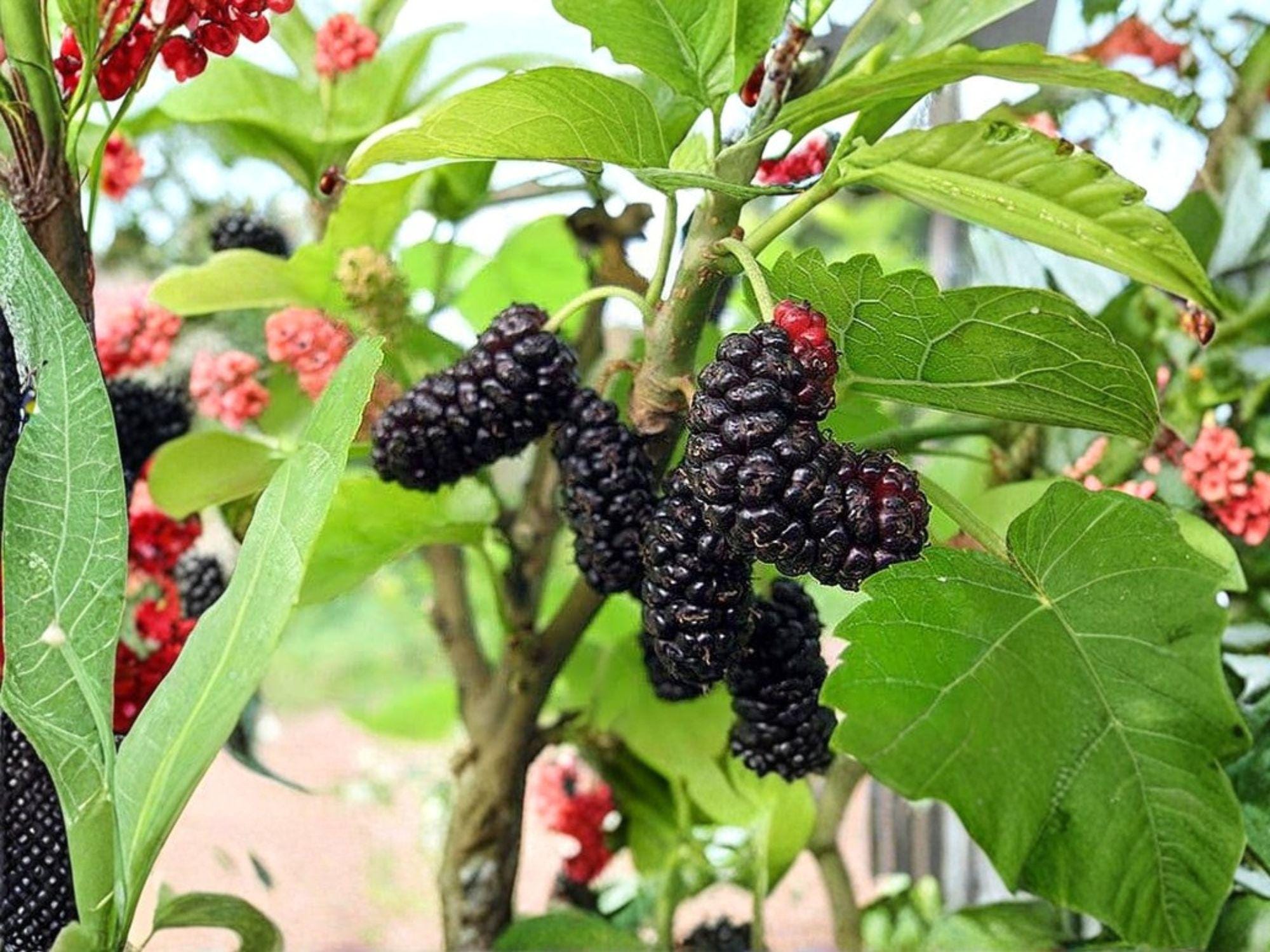 Illinois Everbearing Mulberry Tree Bare Root 6-8in | Morus alba Hybrid Fruit Tree for Gardens & Landscapes