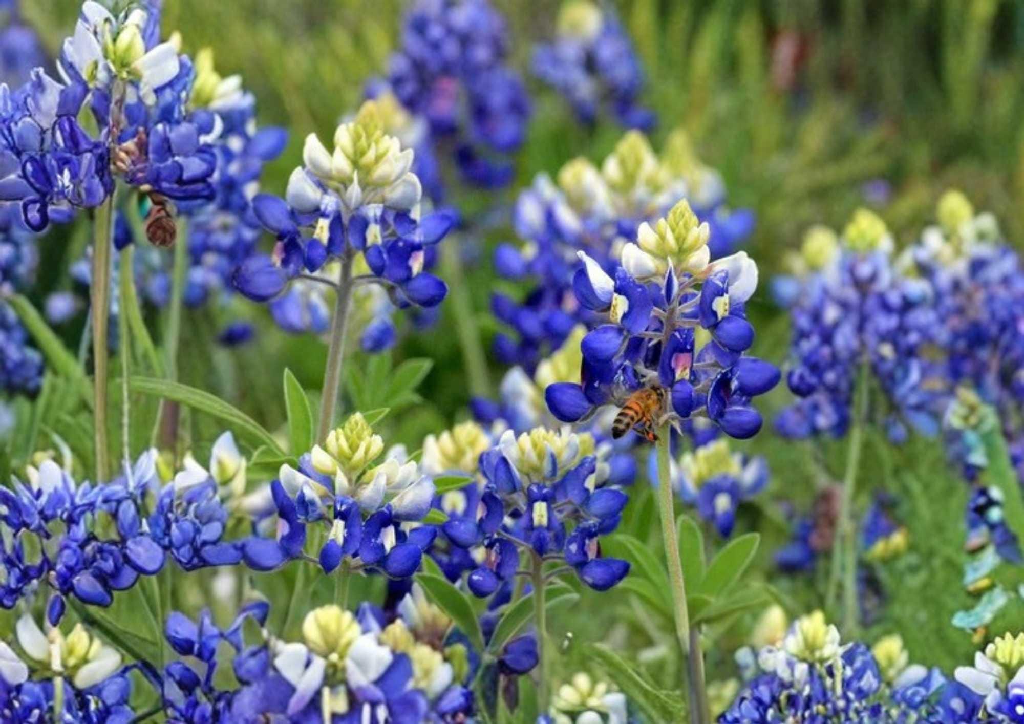 Texas Bluebonnet Seeds – Wildflower Seeds for Garden Planting, Vibrant Blue Blooms, Fragrant, Pollinator-Friendly, State Flower, 100+ Seeds