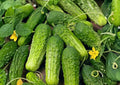 100+ Wisconsin SMR-58 Cucumber Seeds, Heirloom Non-GMO Pickling Vegetable Seeds for Garden, High Yield, Crisp Green Cucumbers