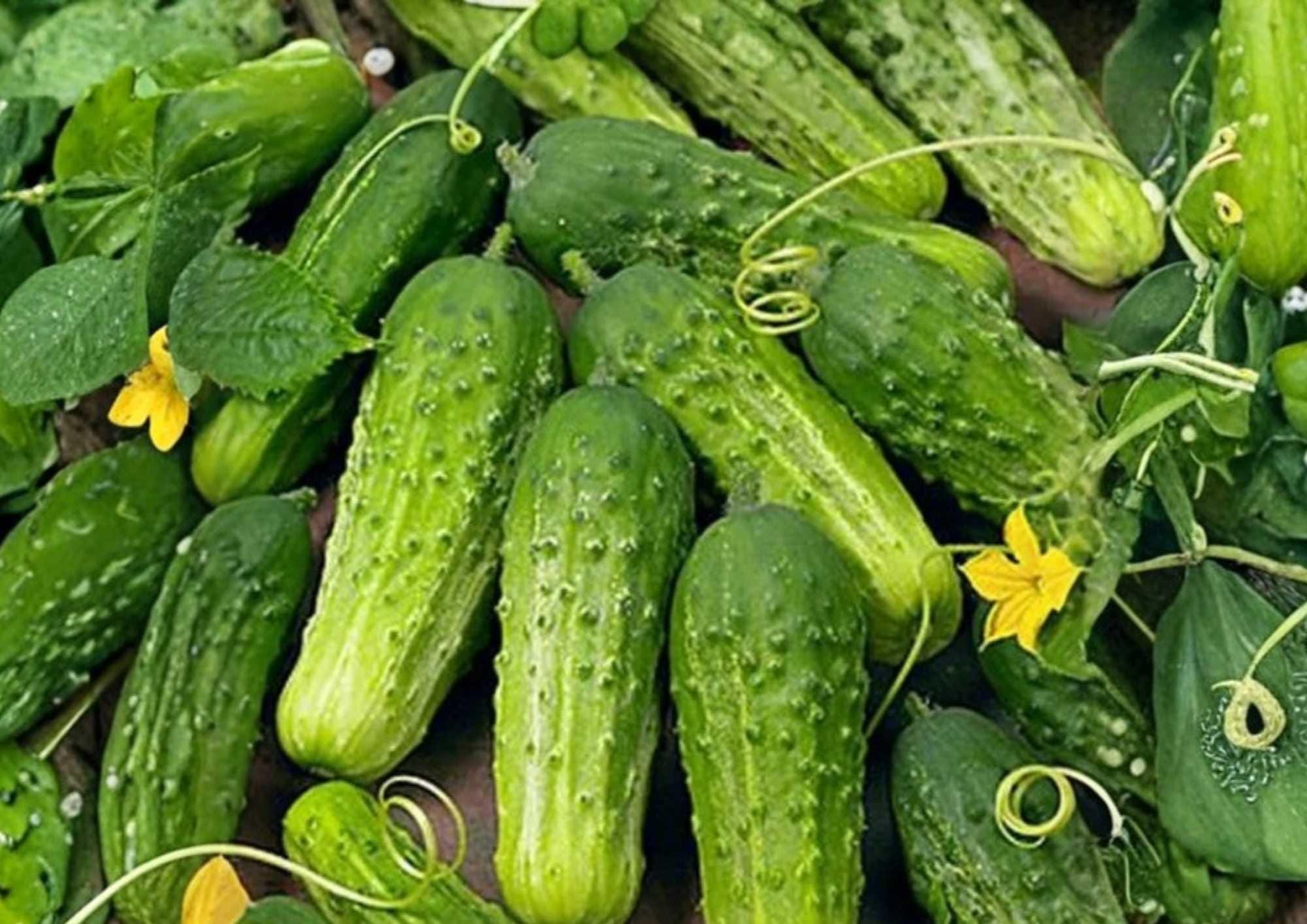 100+ Wisconsin SMR-58 Cucumber Seeds, Heirloom Non-GMO Pickling Vegetable Seeds for Garden, High Yield, Crisp Green Cucumbers