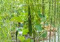 Suyo Long Cucumber Seeds - Heirloom Non-GMO, Asian Long Sweet Crisp Vegetable Seeds for Garden Planting