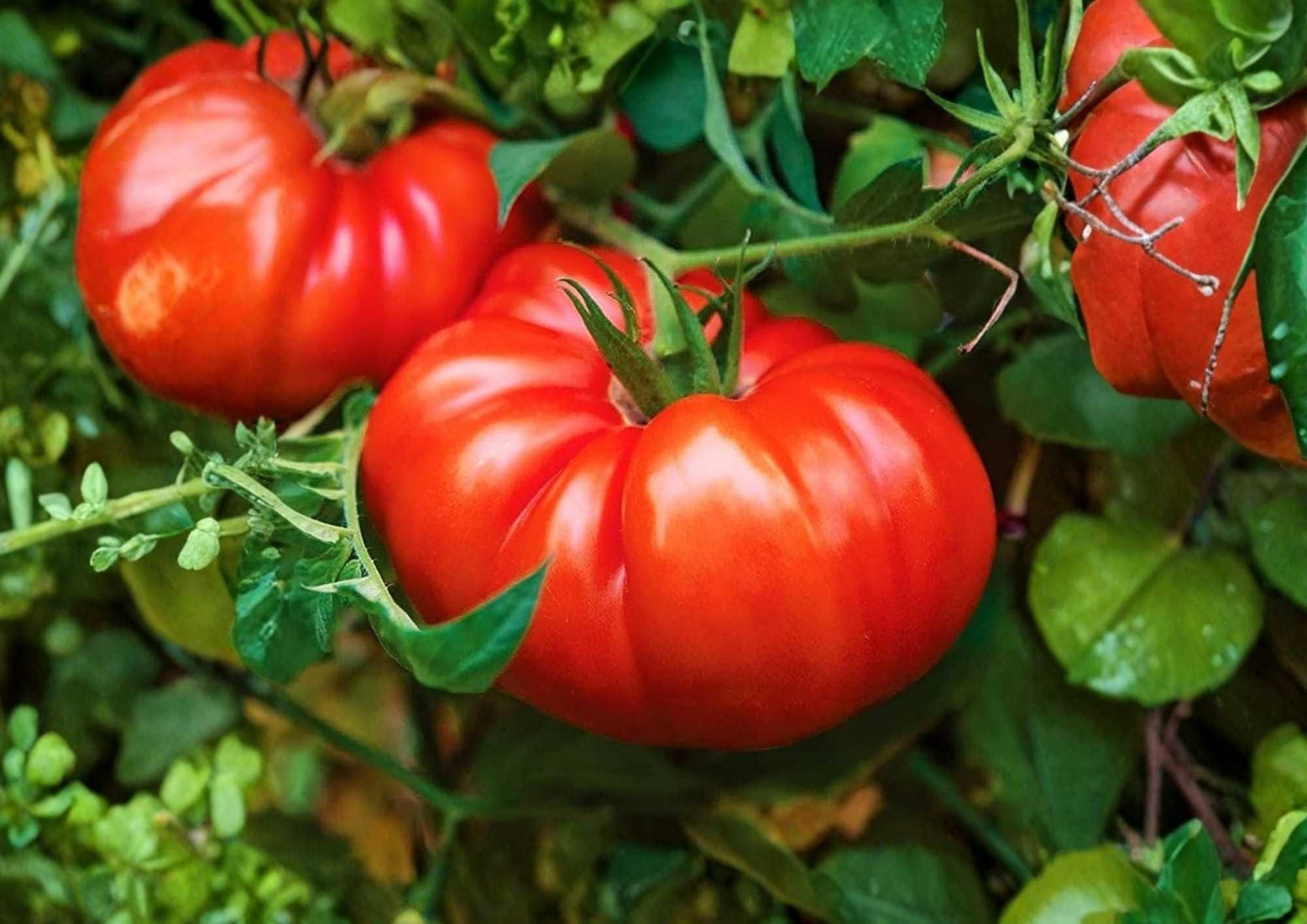 Beefsteak Tomato Seeds - Heirloom Large Red Slicing Vegetables for Garden Planting, Solanum lycopersicum