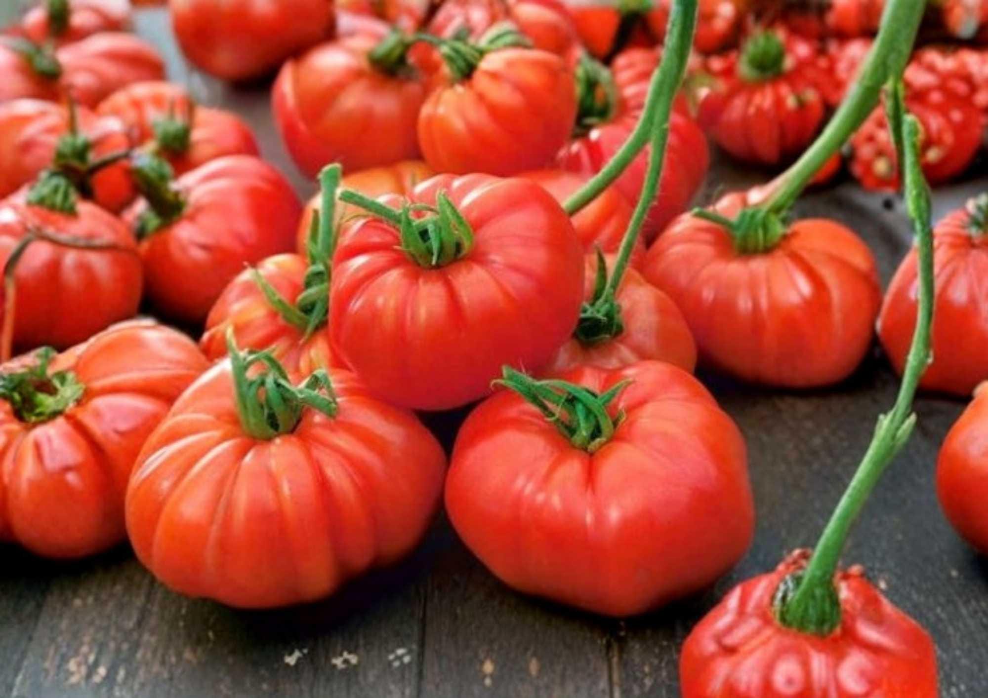 Jersey Beefsteak Tomato Seeds Heirloom Non-GMO Vegetable Seeds for Garden Planting, Large Red Juicy Slicing Tomatoes
