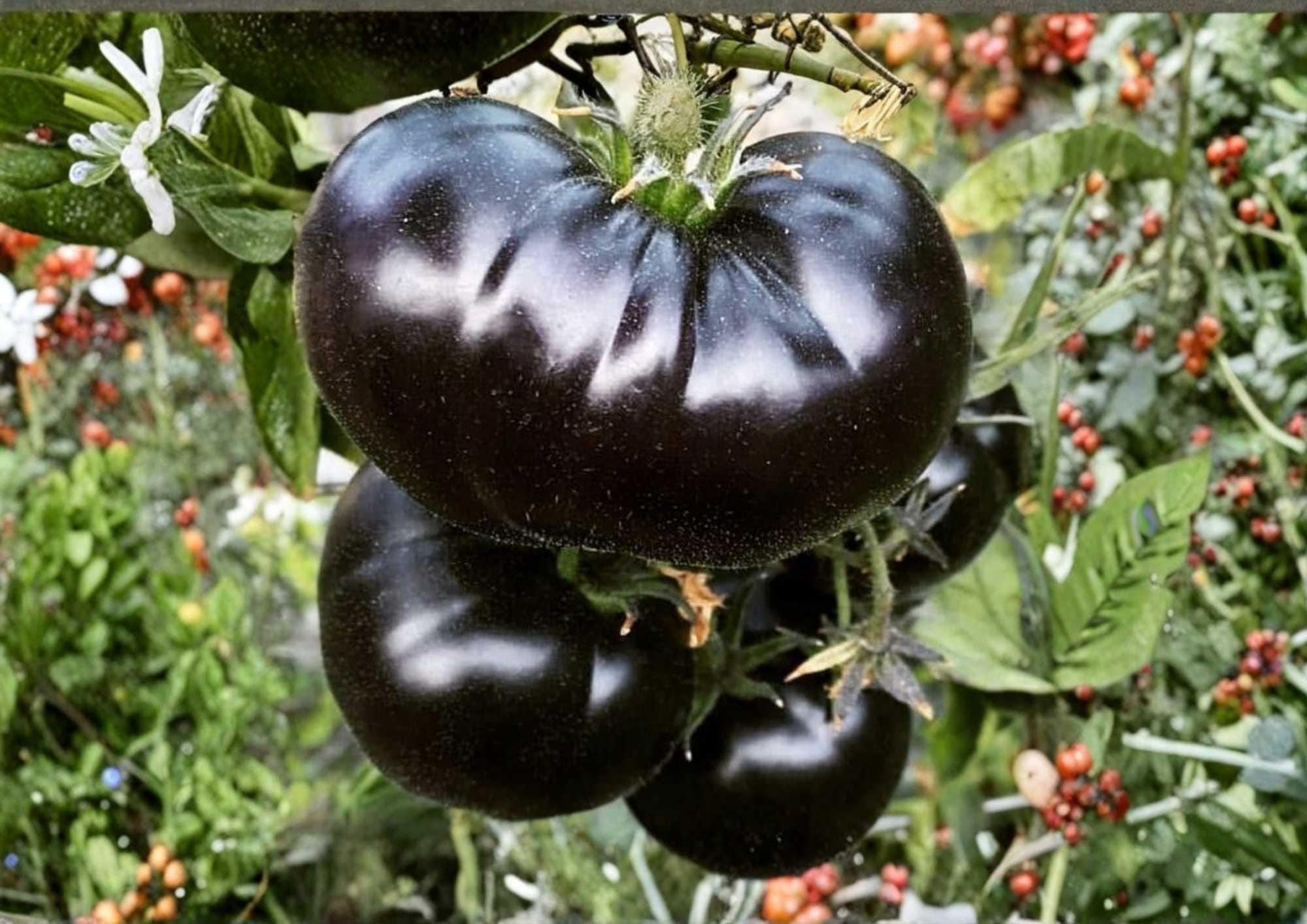 30+ Ananas Noire Tomato Seeds | Black Pineapple Heirloom Multicolor Fruit | Gourmet Vegetable Seeds for Garden Planting