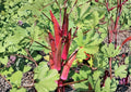 Red Burgundy Okra Seeds - Heirloom Non-GMO Vegetable Seeds for Garden Planting, Deep Red Pods, High Yield, Tender, Colorful Harvest