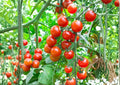 Organic Heirloom Large Cherry Tomato Seeds – Non-GMO, Juicy Red, High Yield, Garden Planting, Vegetable Seeds