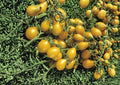 Gold Nugget Cherry Tomato Seeds – Heirloom Non-GMO, Supersweet Golden Yellow, High Yield Vegetable Seeds for Garden Planting