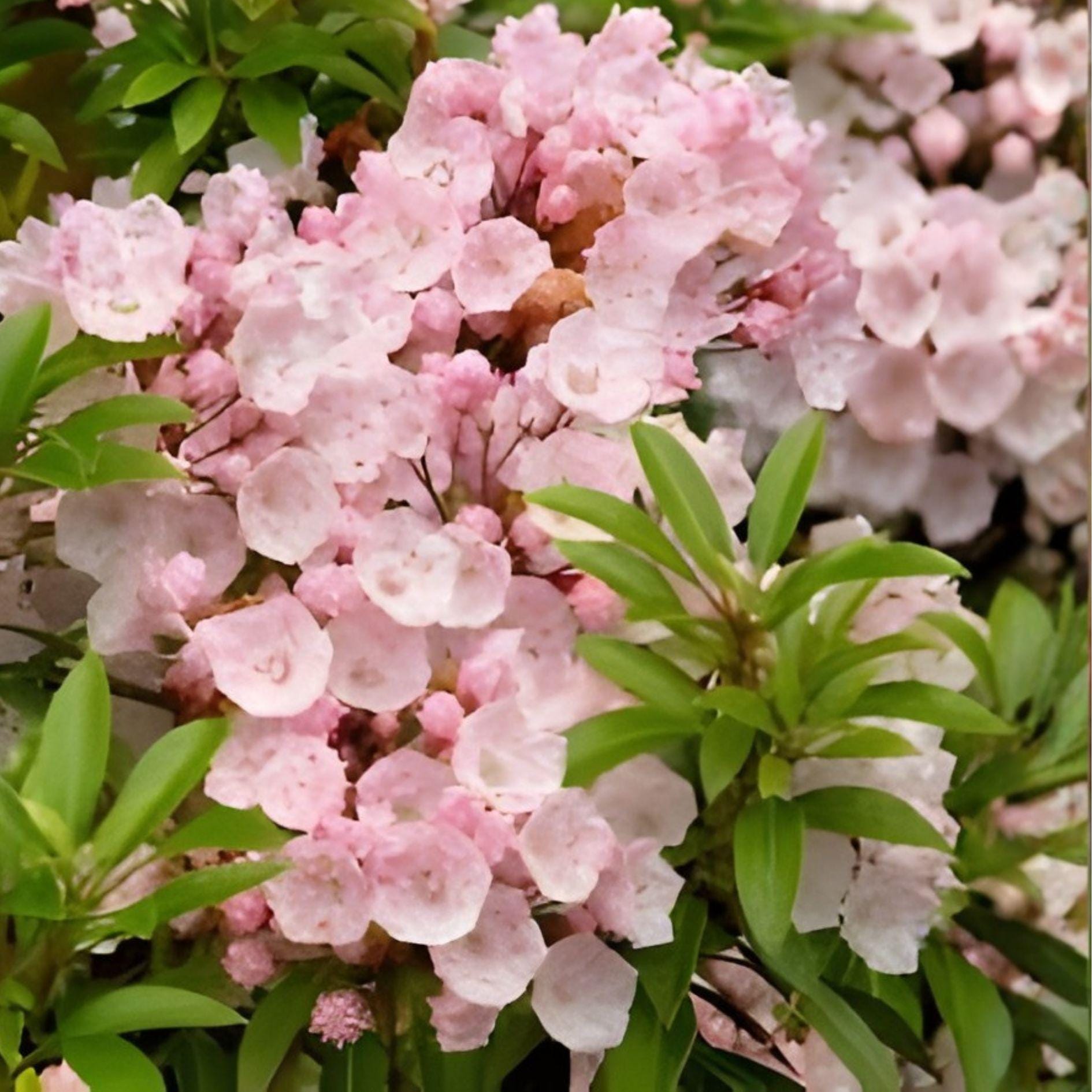 Pink Mountain Laurel Shrub | Kalmia latifolia | Hardy Flowering Live Plant | Woodland Garden, Shaded Landscape