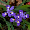 Dwarf Crested Iris Bulbs | Hardy Perennial Flowering Plant | Iris cristata | 5 Bulbs for Shade Gardens and Borders