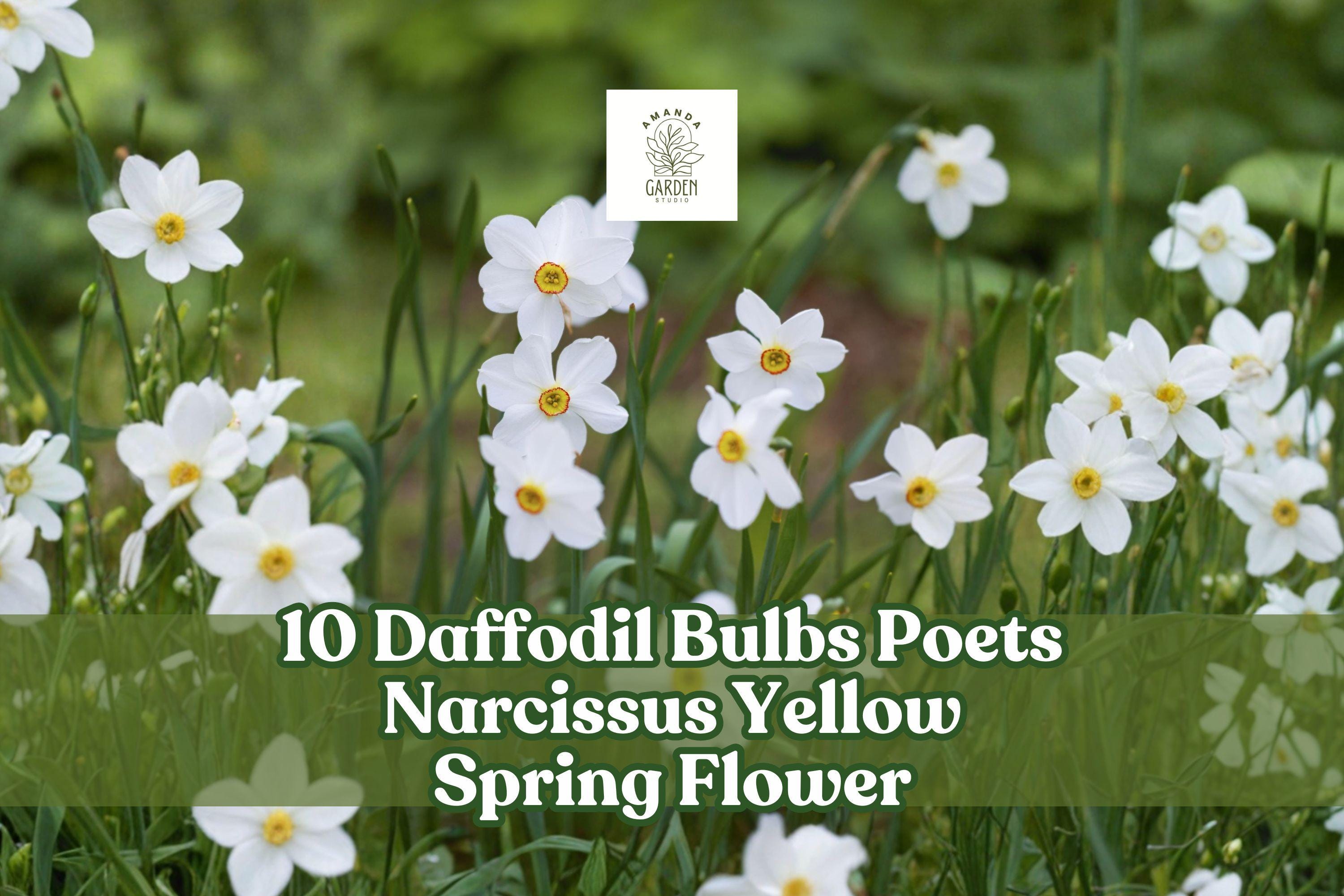 Poets Narcissus Daffodil Bulbs, Yellow Spring Perennial Flower, Narcissus poeticus, 10 Bulbs