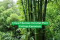 Dwarf Horsetail Plant Cuttings | Equisetum hyemale | Bamboo-like, Living Fossil, Water Garden, Pond, Moist Soil