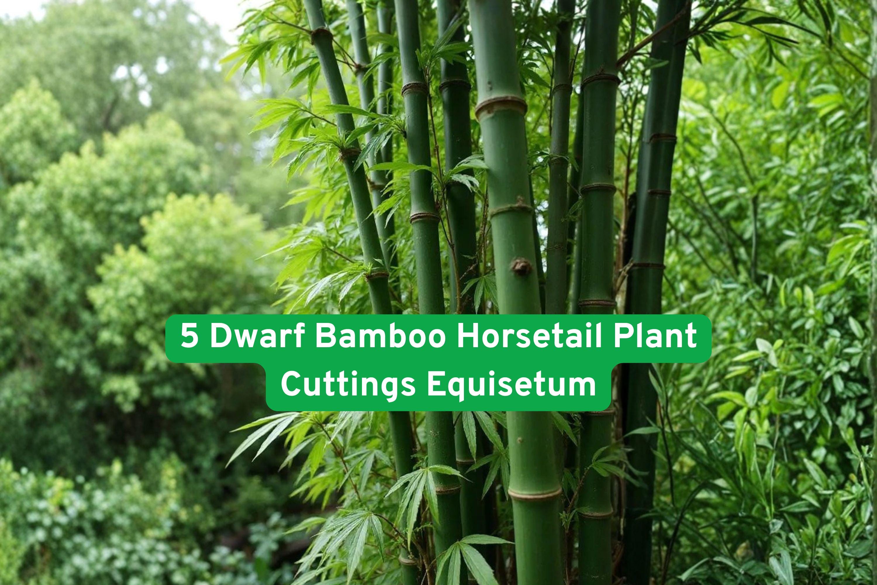 Dwarf Horsetail Plant Cuttings | Equisetum hyemale | Bamboo-like, Living Fossil, Water Garden, Pond, Moist Soil