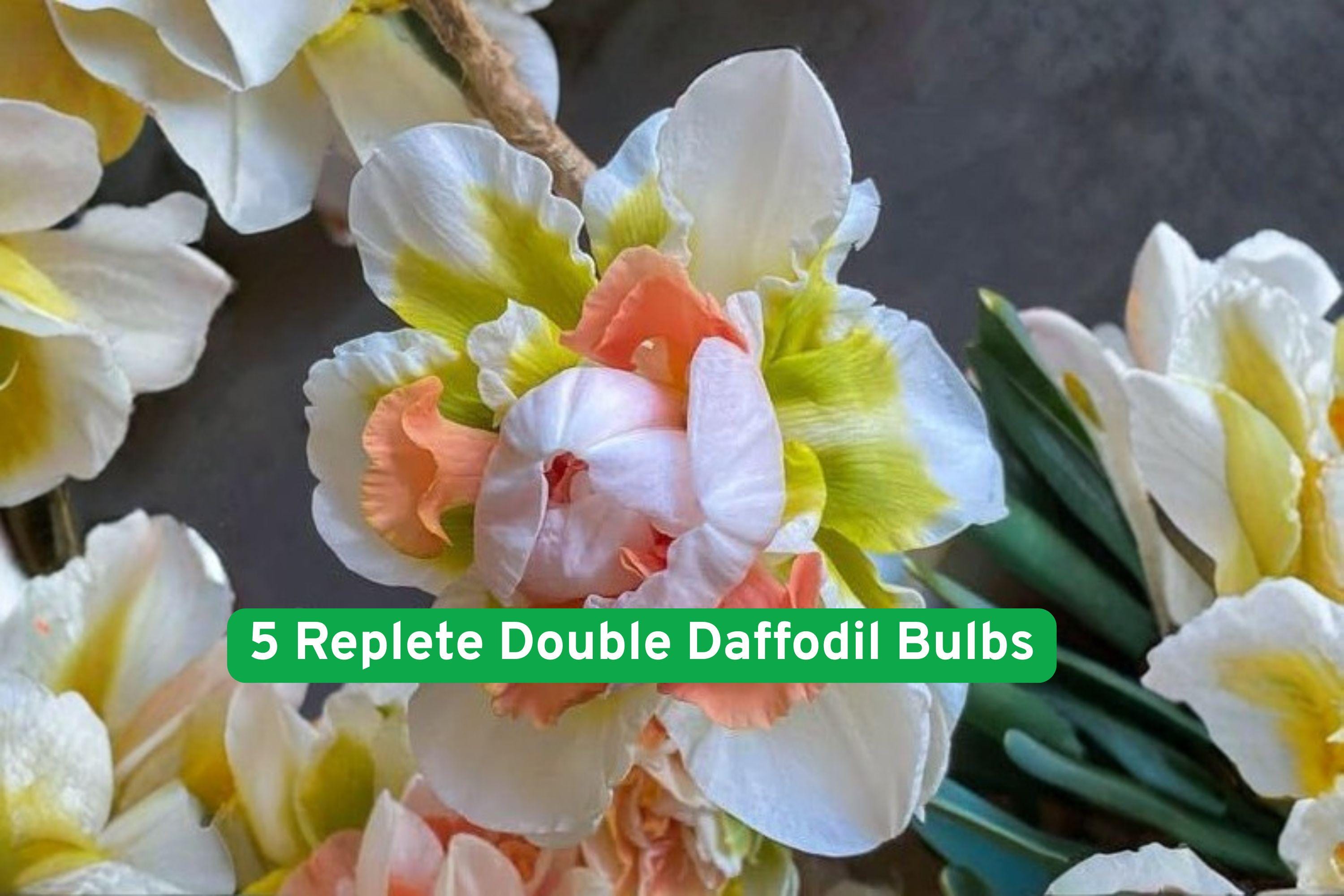 Replete Double Daffodil Bulbs – Full Double Yellow Blooms, Narcissus spp., Spring Flowering Perennial for Garden Beds & Containers