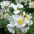 White Climbing Rose Plant | Fragrant Vine, Bare Root, Rosa spp.