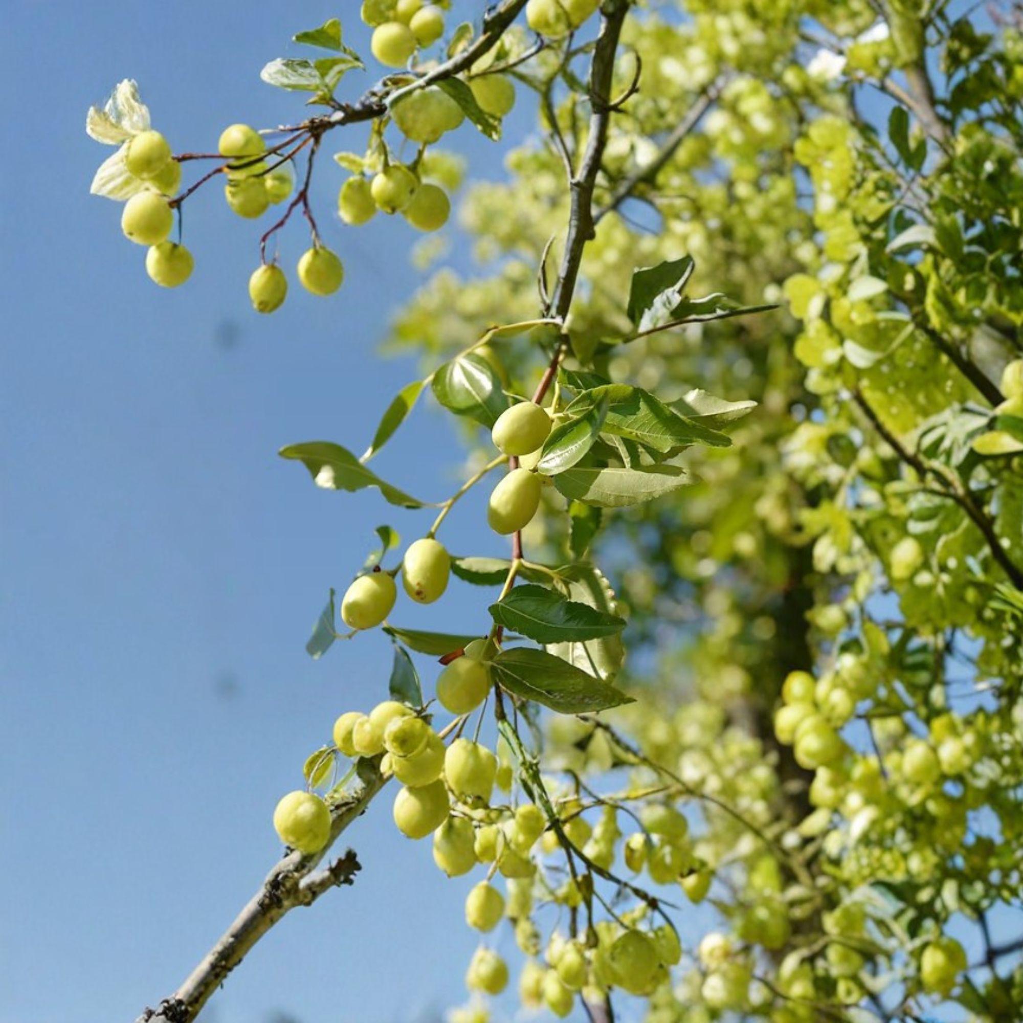 Thai Green Jujube Cuttings – Ziziphus jujuba – Unrooted Fruit Tree Propagation Material