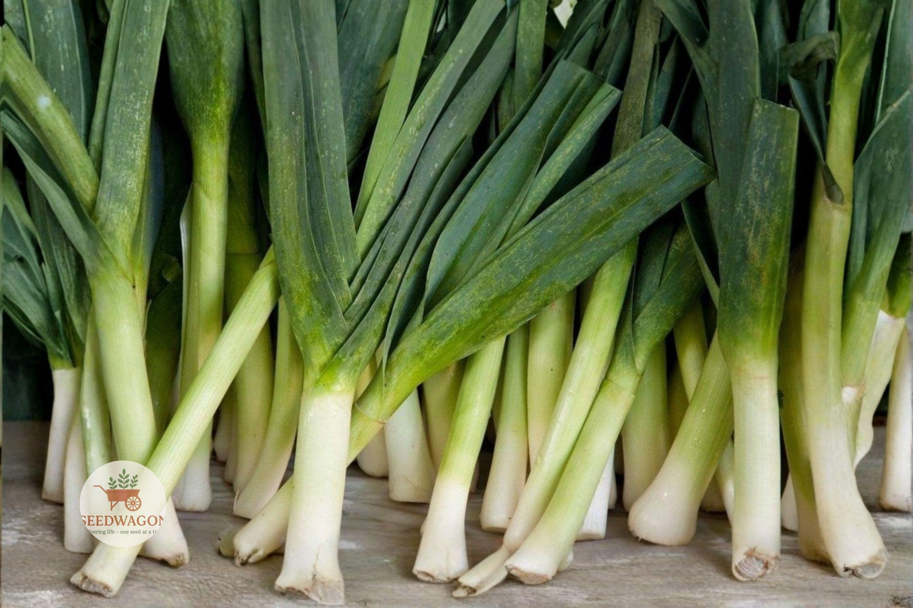 American Flag Leek Seeds – Heirloom Non-GMO Allium porrum Vegetable Seeds for Kitchen Gardens
