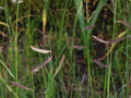 Blue Grama Grass Seeds | Ornamental Perennial Bouteloua gracilis with Blue-Green Foliage and Horizontal Seed Heads