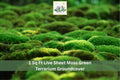 Live Sheet Moss Groundcover 1 sq ft Green Natural Indoor Outdoor for Terrariums & Gardens