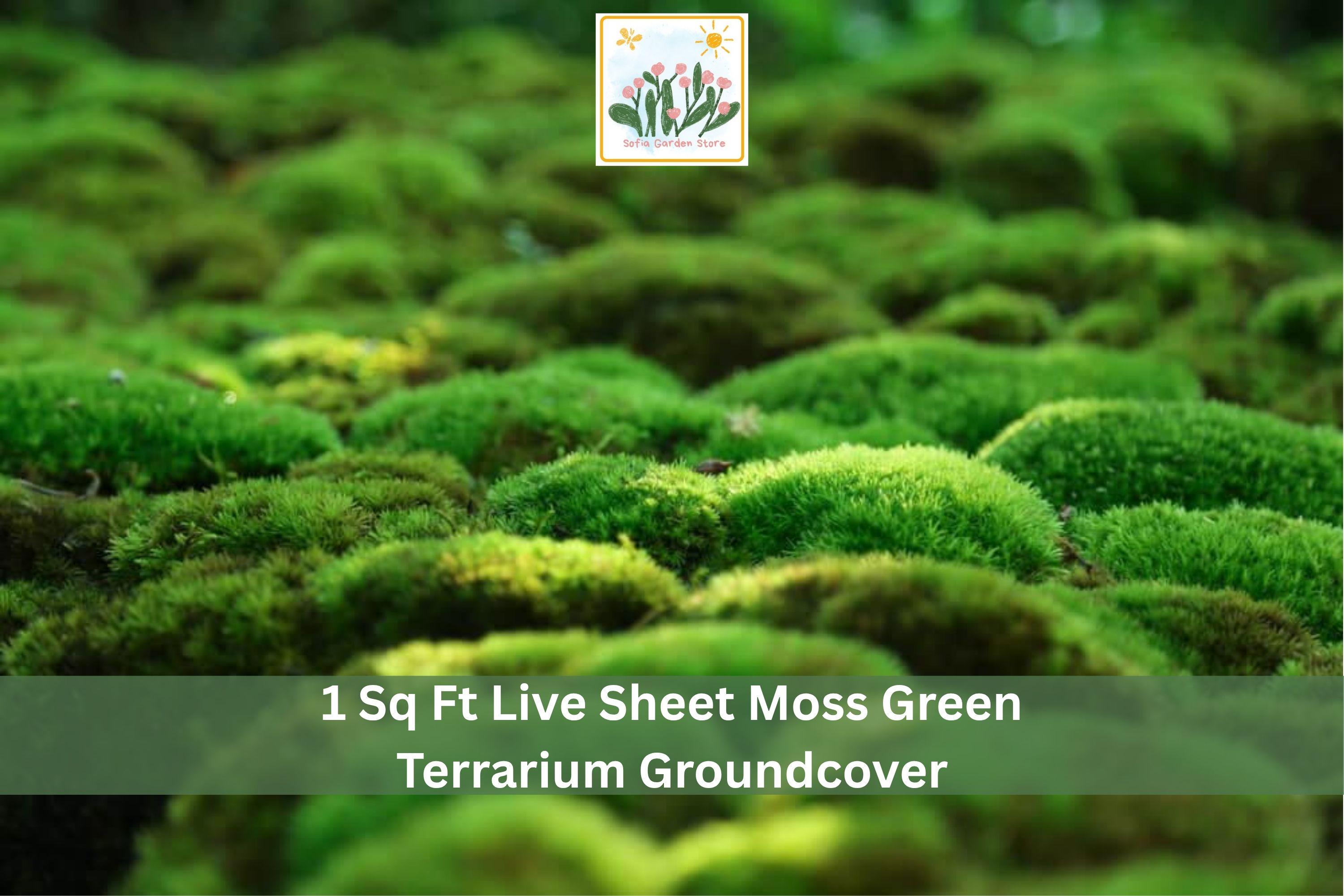 Live Sheet Moss Groundcover 1 sq ft Green Natural Indoor Outdoor for Terrariums & Gardens