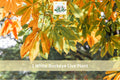 White Buckeye Bare Root Tree - Aesculus spp. Live Plant, Seasonal Flowers & Fall Color, Hardy Landscape Tree