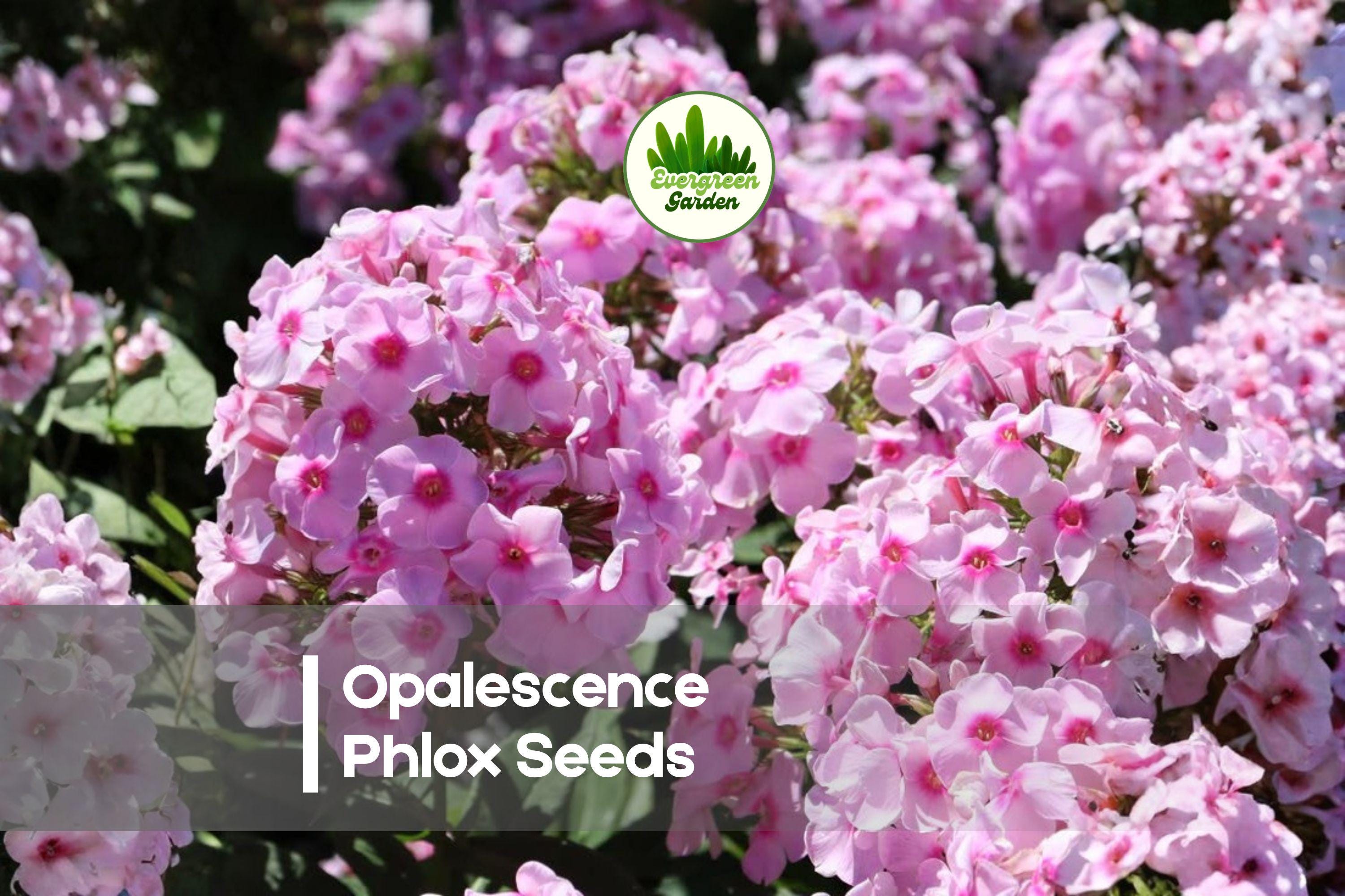 100 Opalescence Phlox Seeds - Perennial Pink Flower for Borders, Cottage Gardens, Pollinator Beds | Phlox paniculata
