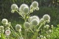 100 Rattlesnake Master Seeds – Eryngium yuccifolium Native Prairie Perennial Pollinator Garden Plant
