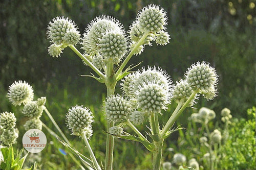 100 Rattlesnake Master Seeds – Eryngium yuccifolium Native Prairie Perennial Pollinator Garden Plant