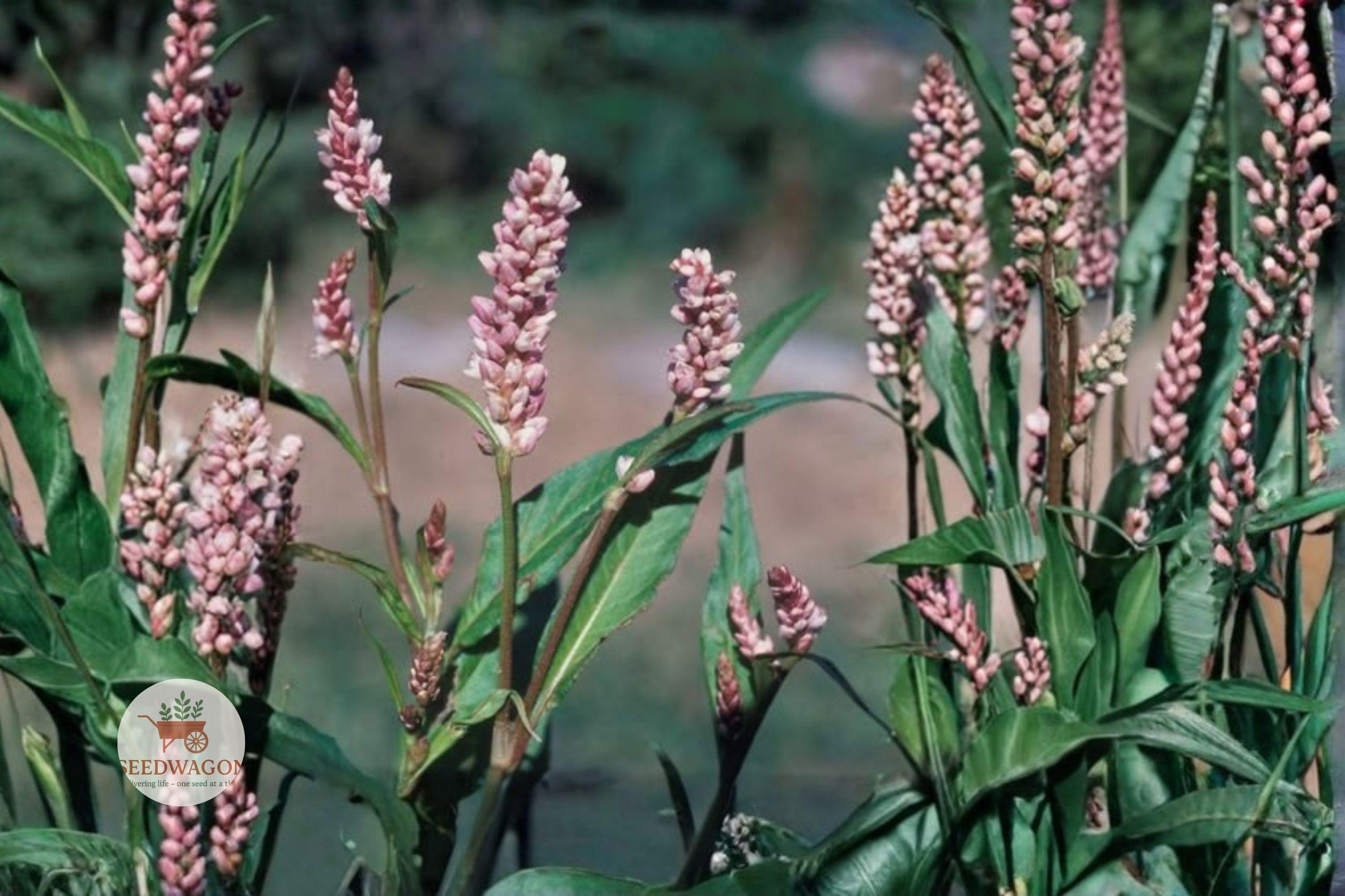 Pinkweed Seeds – Persicaria pensylvanica Native Wildflower for Pollinator Gardens, Pink Flower, Easy to Grow, 15 Seeds